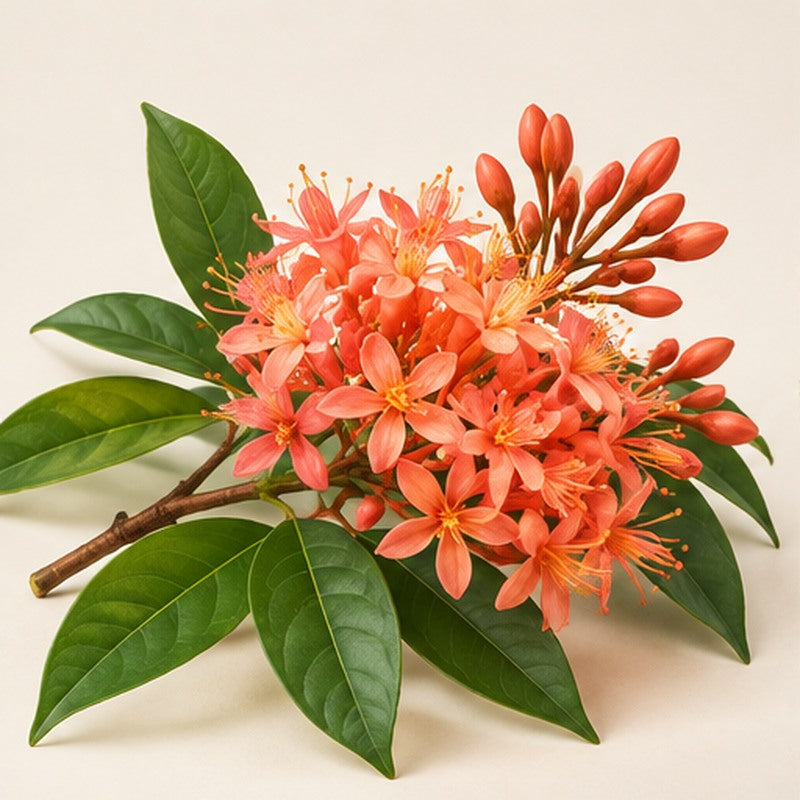 Ashok blossoms and leaves on a warm ivory studio background