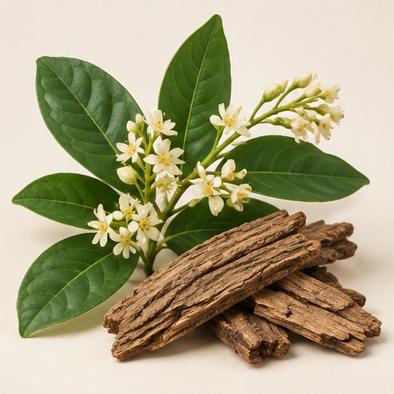Lodhra bark and leaves on a warm ivory studio background